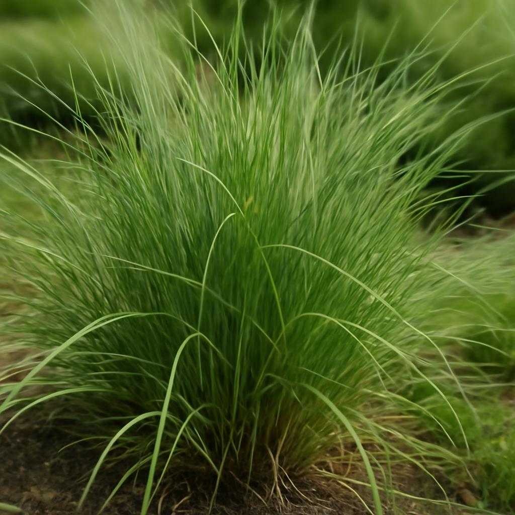 Карекс: квантовый скачок в автомойке